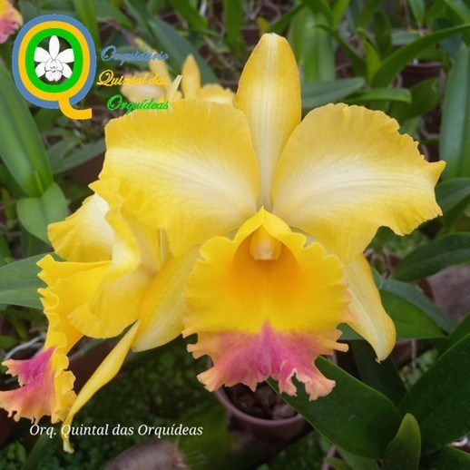 Rth. Santa Cruz Kazuhik x Rlc. Chunyeah - ADULTO