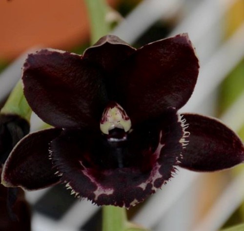 Fredclarkeara After Hours - Adulto