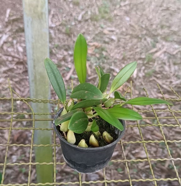 Bulbophyllum mineatum