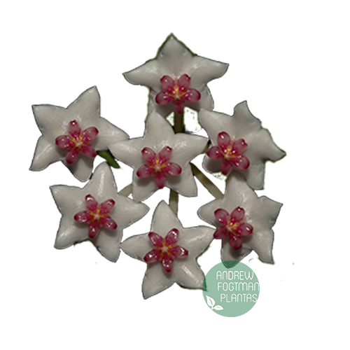 Flor de cera Hoya bella muda enraizada no pote nº 6