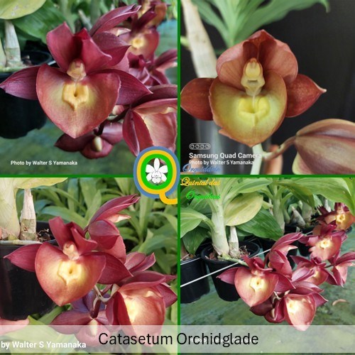 Catasetum Orchidglade - Adulto