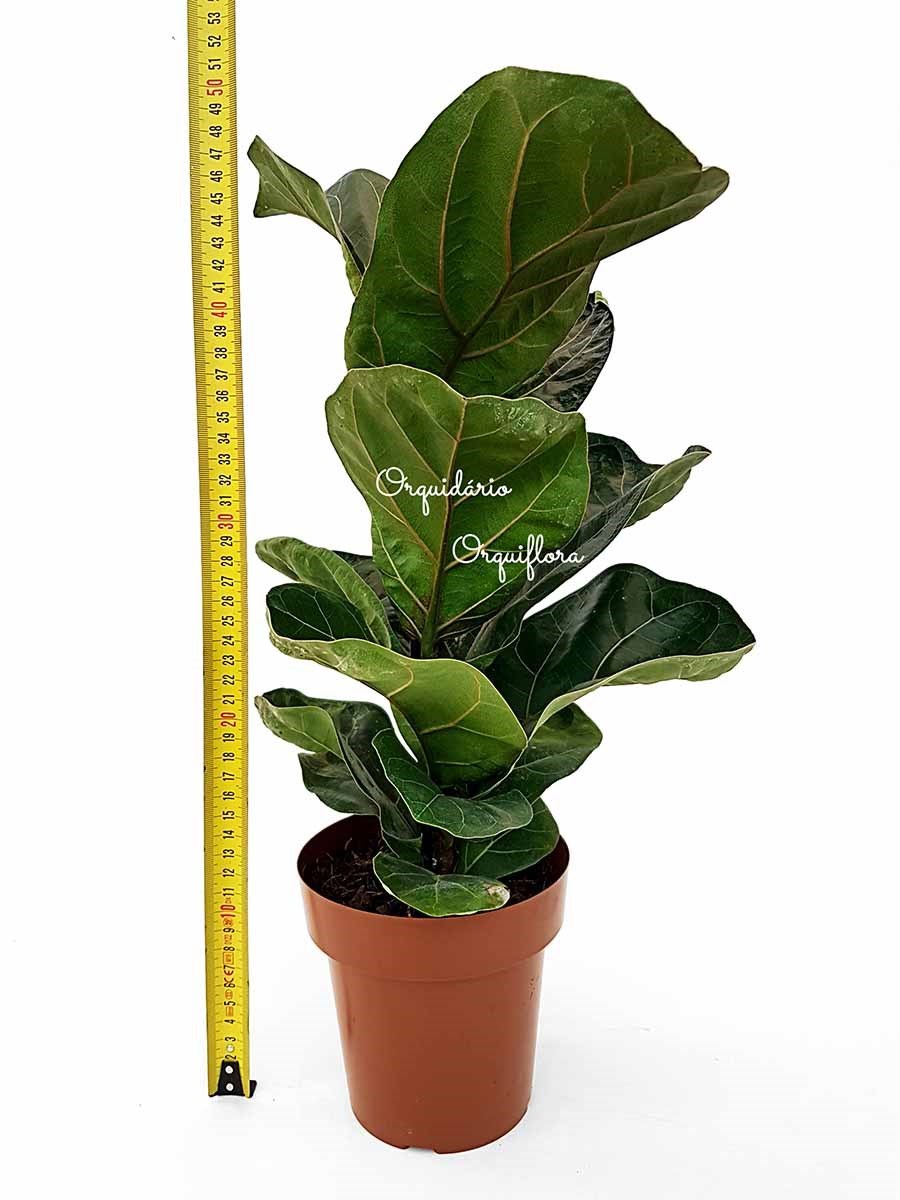 Muda Ficus Lyrata Bambino Planta Natural