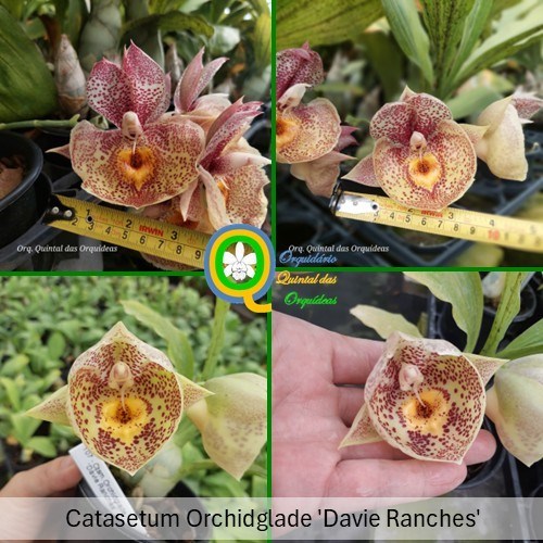 Catasetum Orchidglade 'Davie Ranches' - ADULTO - POTE 15