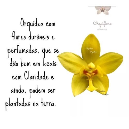 Orquídeas Spathoglottis Kimbaliana (amarela) + Spathoglottis Alba