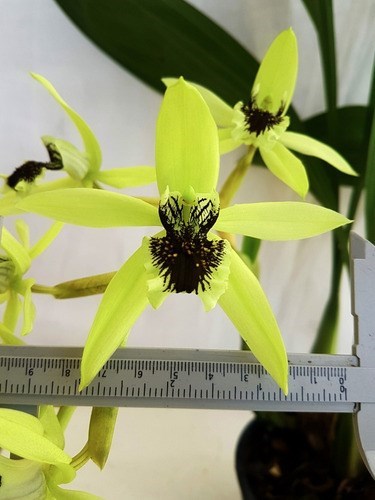 Orquídea Coelogyne pandurata Planta Adulta Flor Verde Linda