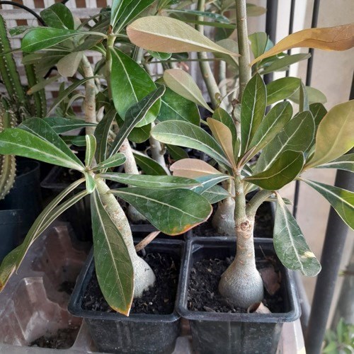 Rosa do deserto (cores variadas)