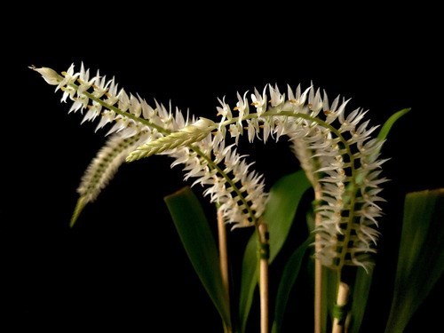 Orquídea Dendrochilum glumaceum Planta Adulta 3 A 4 Bulbos