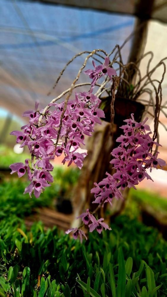 Dendrobium Anosmun (Roxo Variado)