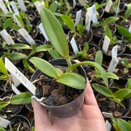 Kit com 10 Mudas De Orquídea Cattleya Diversas Cores