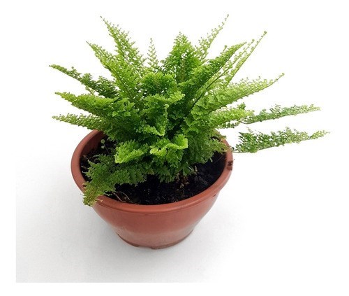 Kit 2 Mini Samambaias Havaianas Planta Natural