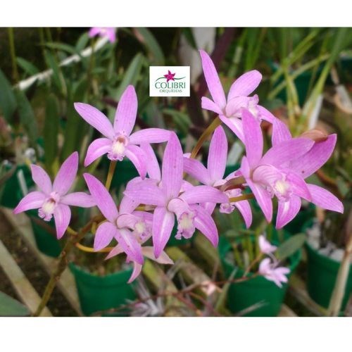 Orqu&#237;dea Hoffmannseggella alvarenguensis