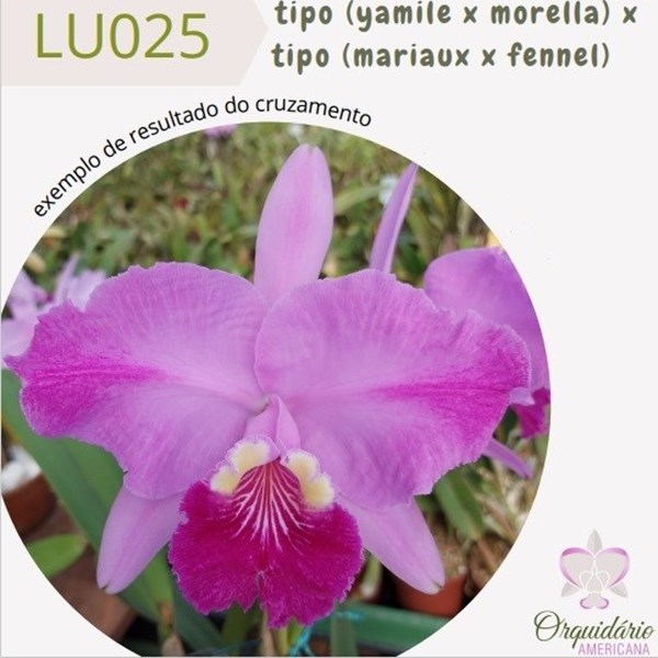 Orquídea Cattleya lueddemanniana tipo (yamile x morela) x (mariaux x fennel)