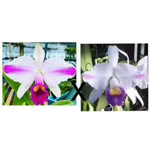 Orquídea C. trianae tipo flamea Joãozinho  X C. trianae coerulea flamea Heitor