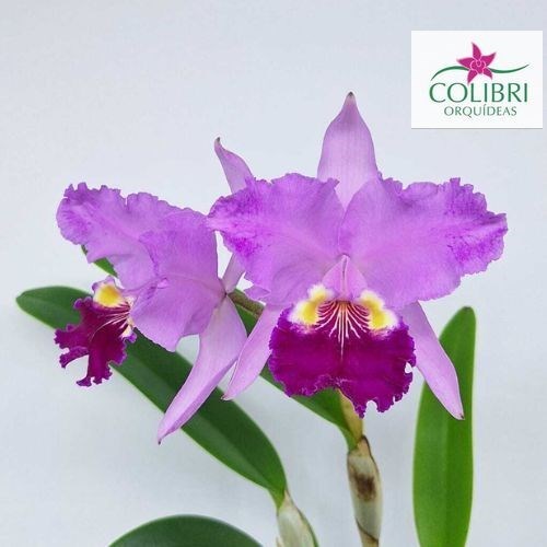 Orquídea Cattleya lueddemanniana (rubra x rubra flamea)