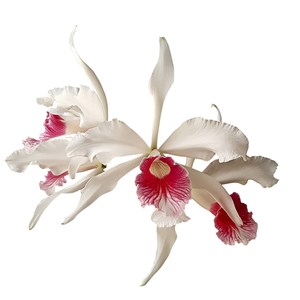 Orquidea Laelia purpurata carnea Planta Adulta Que Já Floriu