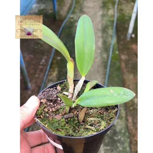 Orquídea Hadrolaelia pumila vinicolor