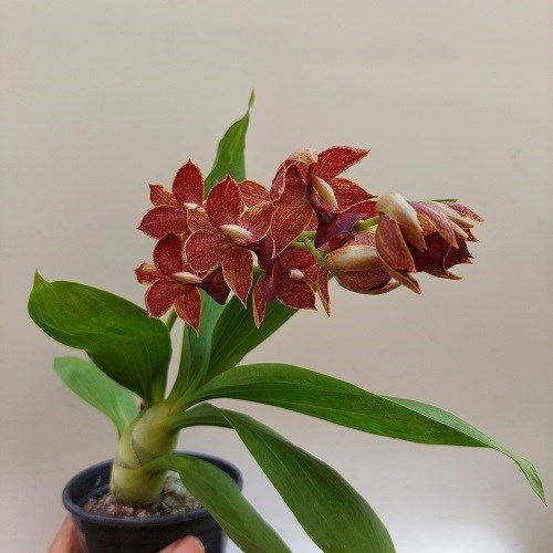 Cycnodes Jumbo Empire - Adulto