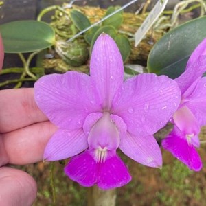 orquídea cattleya walkeriana tipo com flor na jangada 