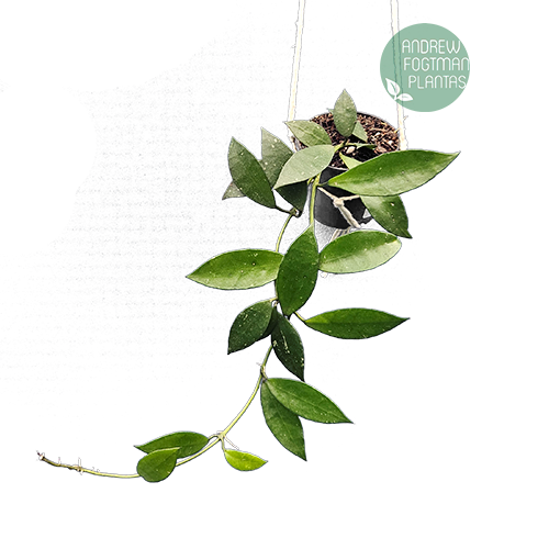 Flor de cera Hoya lacunosa muda enraizada no pote nº 6