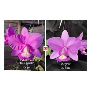 Muda de Orquídea Cattleya nobilior El Matador X Cn. Lori X (cn. Yuriko X Cn. Drw)