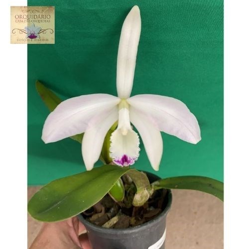 Orquídea Hadrolaelia perrinii semi alba