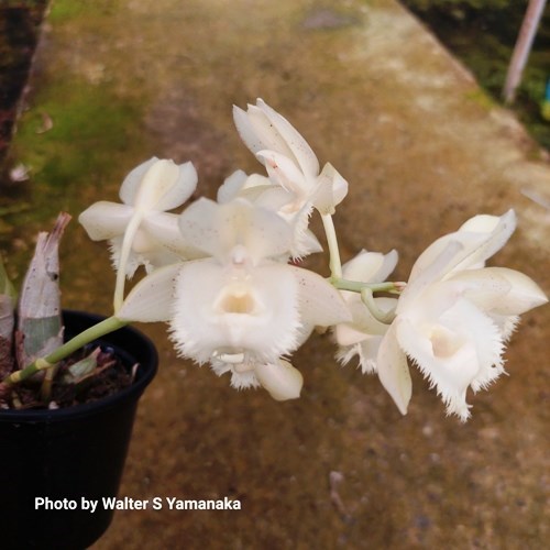 Clowesetum Cosmic Sunlight - Adulto