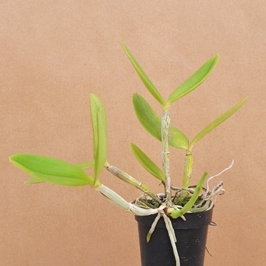 Cattleya forbesii rosada "EK" x tipo ("Deborah" x Self)