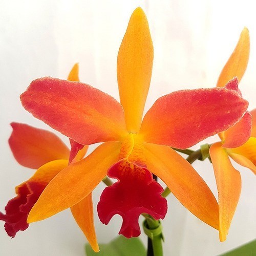 Orquidea Laranja Lc. Tropical Trick! Planta Adulta Com Vaso