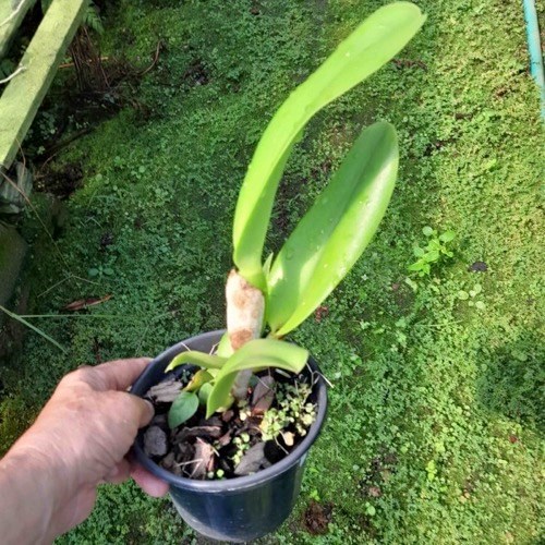 Bc. Agatha fire x Bc. Kinukawa vermelho