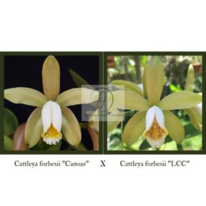 Cattleya forbesii tipo ("Canoas" x "LCC")