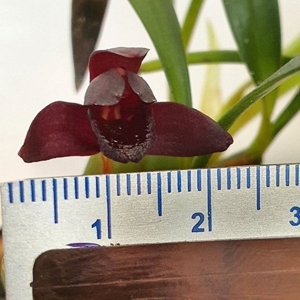 Orquídea Negra Adulta-original - Orquiloja