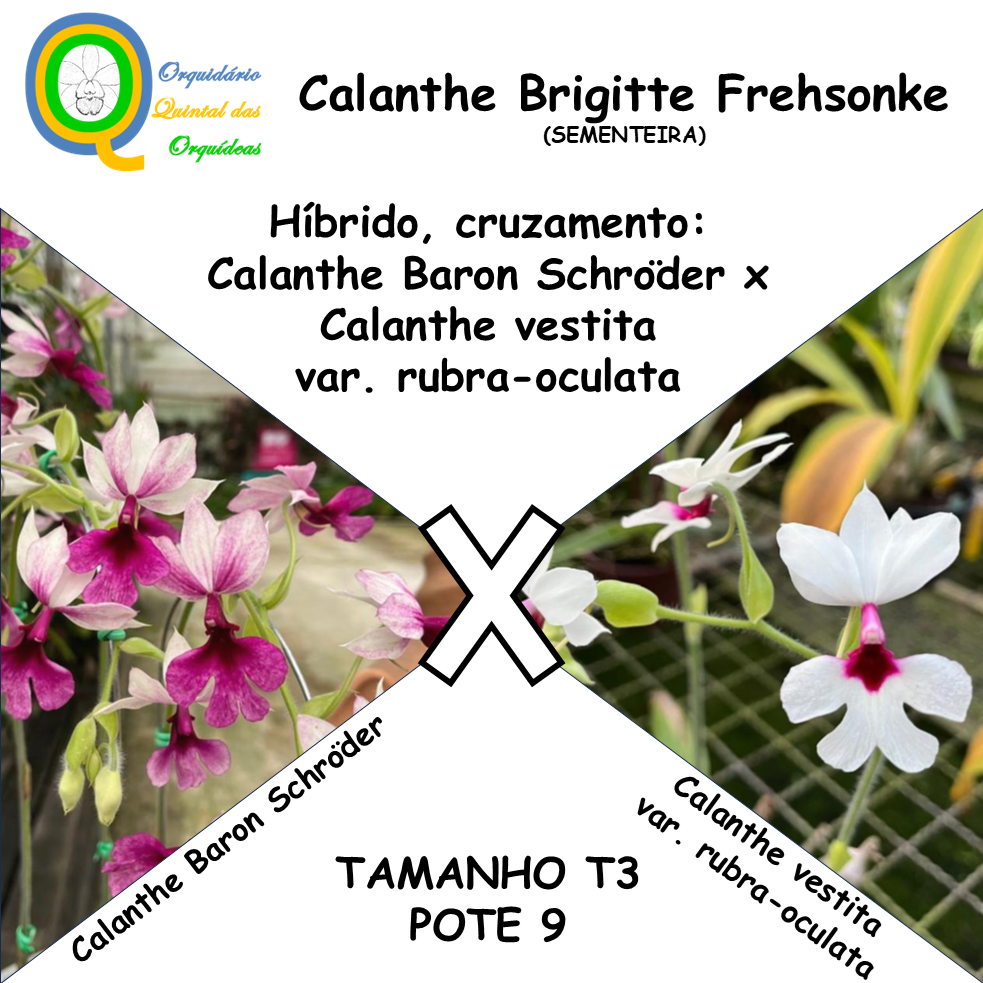 Calanthe Brigitte Frehsonke - SEMENTEIRA - TAMANHO T3