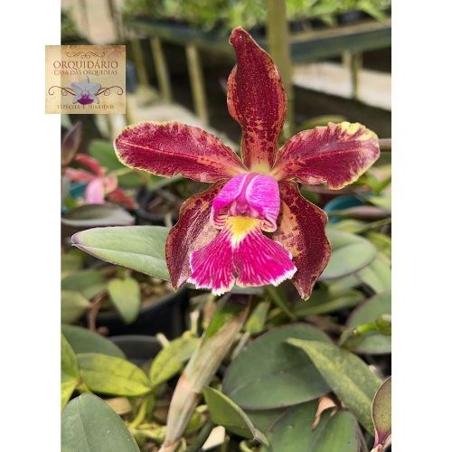 Orquídea Cattleya schilleriana escura