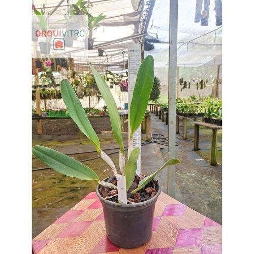 Rlc. Toshie Aoki 'Excellent Gold'