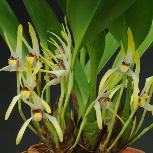 Orquídea Maxillaria setigera