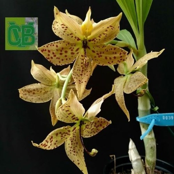 Orquídea Cycnoches lehmanii X barthiorum (Lacre N° 39.039 Planta que já  floresceu) - Orquiloja