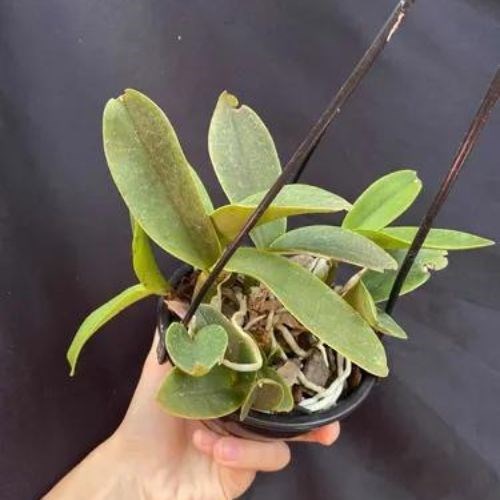 Orquídea Cattleya walkeriana 'tipo' promoção