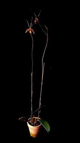 Orquídea Borboleta. Super Raridade Floresce Ano Todo!!!