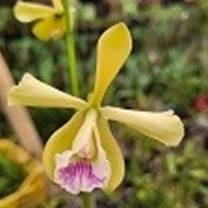 Registro Disponível : Brasilaleia xanthyna x Encyclia dichroma 