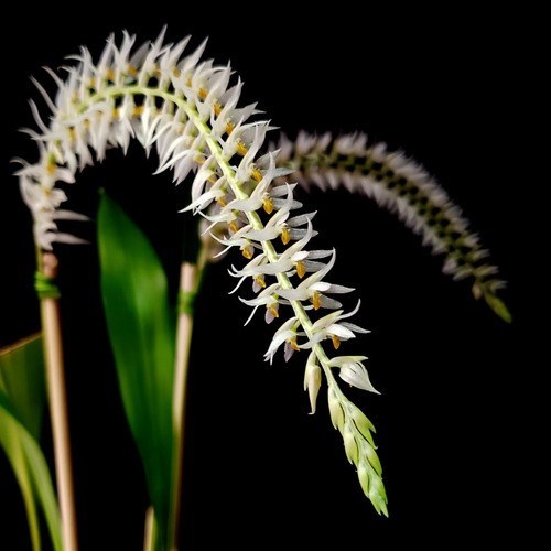 Orquídea Dendrochilum glumaceum ! Planta Adulta ! Com Vaso