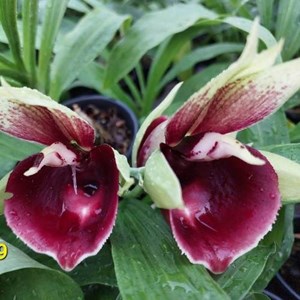 Catasetum Mark's Red Hermosa 'Junge Girls' AM/AOS - Adulto - PROMOÇÃO