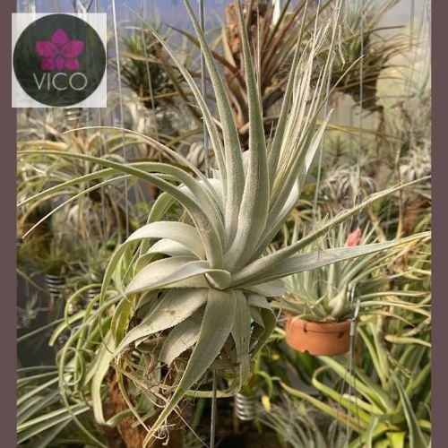 Tillandsia gardnerii 
