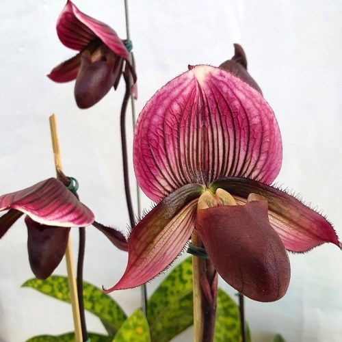 Orquídea Rara Sapatinho Paphiopedilum maudiae Black Jack