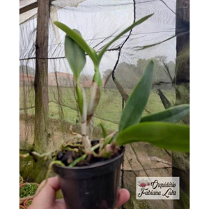 Orquidea C. Intertexta Pedro Alexandre x C. Hawaiian Wedding Song