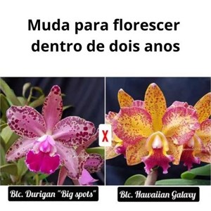 Orquídea Blc. Durigan 'Big Spots' X Blc. Hawaiian Galaxy (muda)