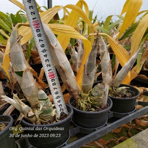 Fredclarkeara After Hours - Adulto