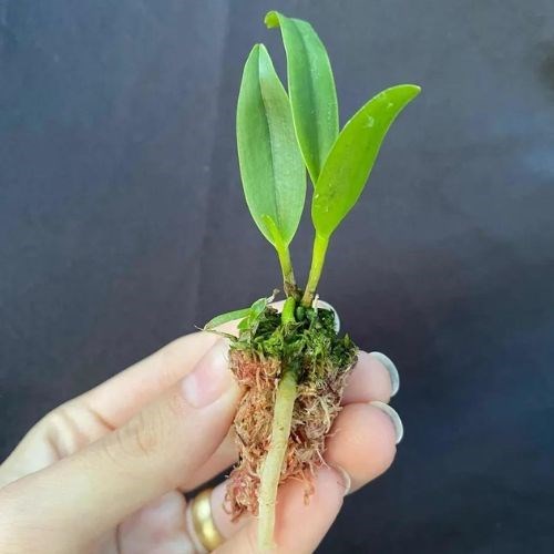 Kit com 10 Mudas De Orquídea Para Replantar