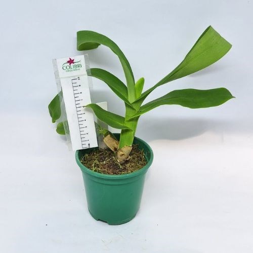 Polystachya paniculata