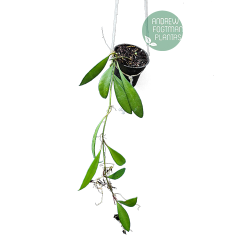 Flor de cera Hoya davidcumingii - muda enraizada no pote 6