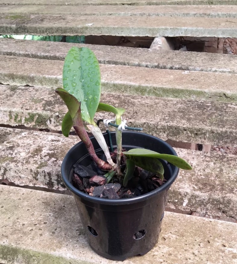 Cattleya amethystoglossa (tipo select x pincelada)